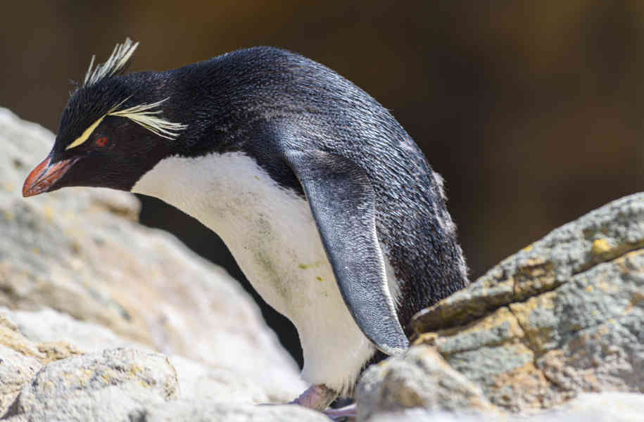 Pingüino Rockhopper - islas Falkland o Malvinas 21.jpg